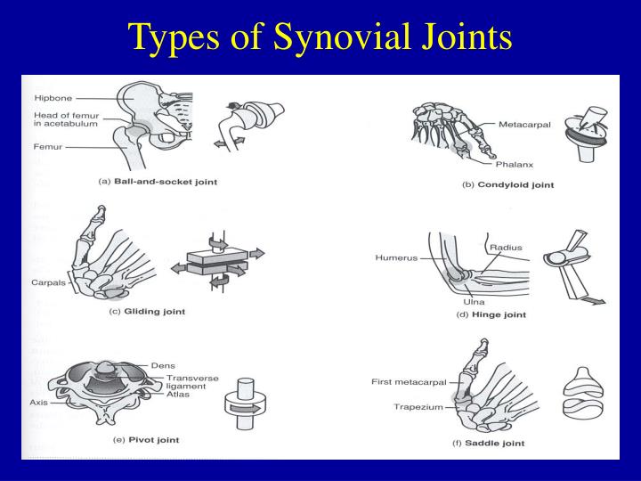 types of joints ppt